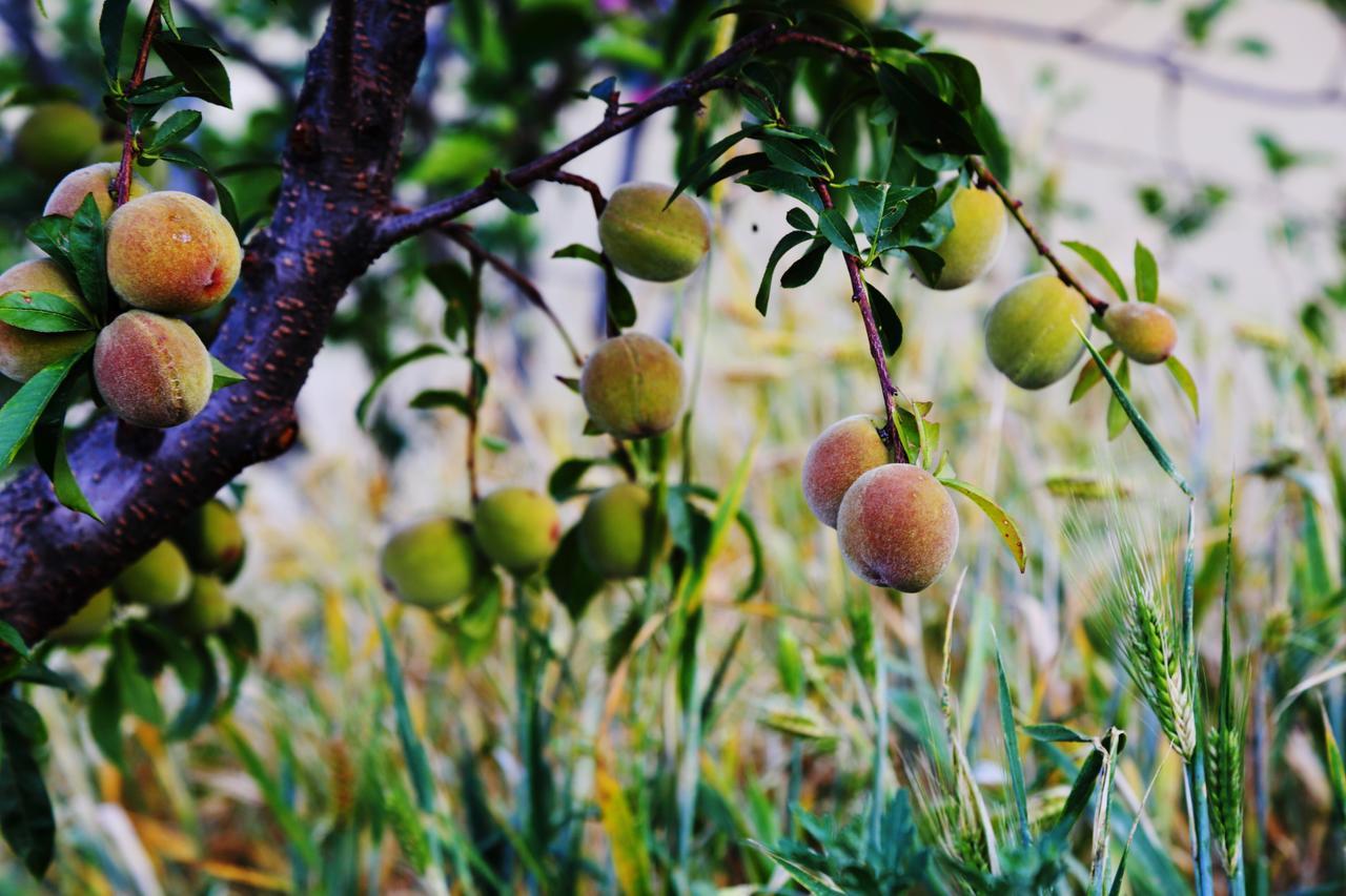 Chirping Orchard, Mukteshwar Panzió Kültér fotó