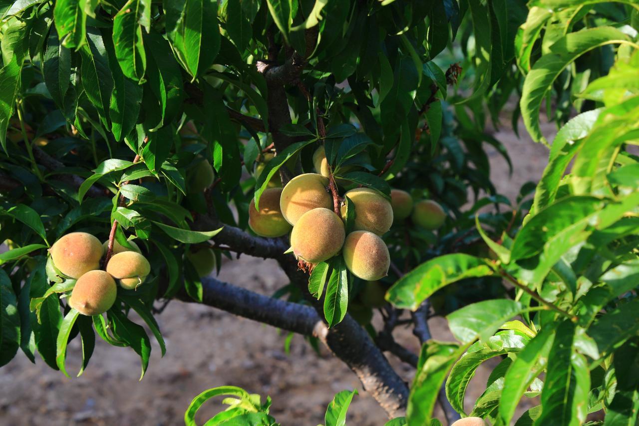 Chirping Orchard, Mukteshwar Panzió Kültér fotó