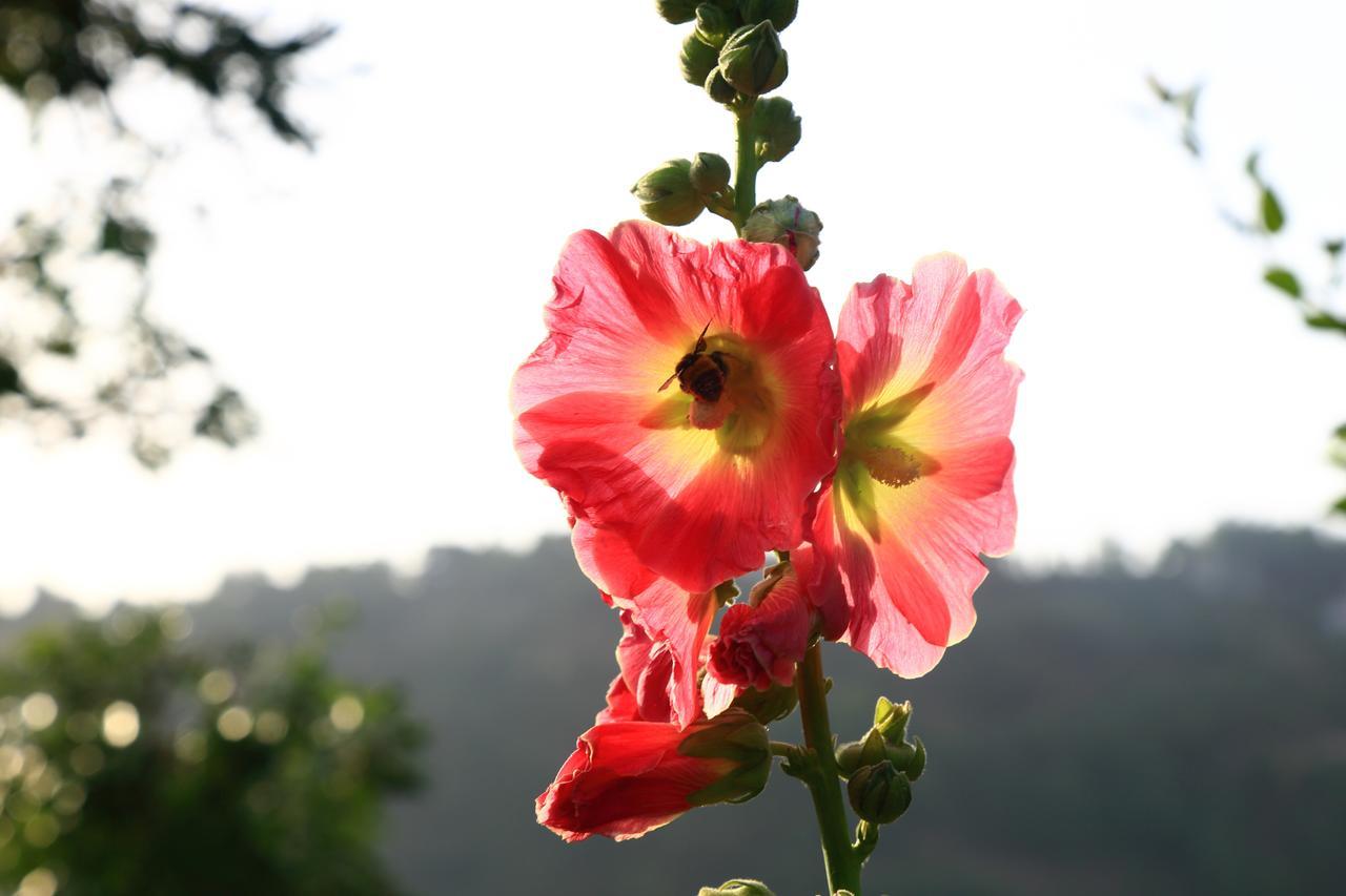 Chirping Orchard, Mukteshwar Panzió Kültér fotó